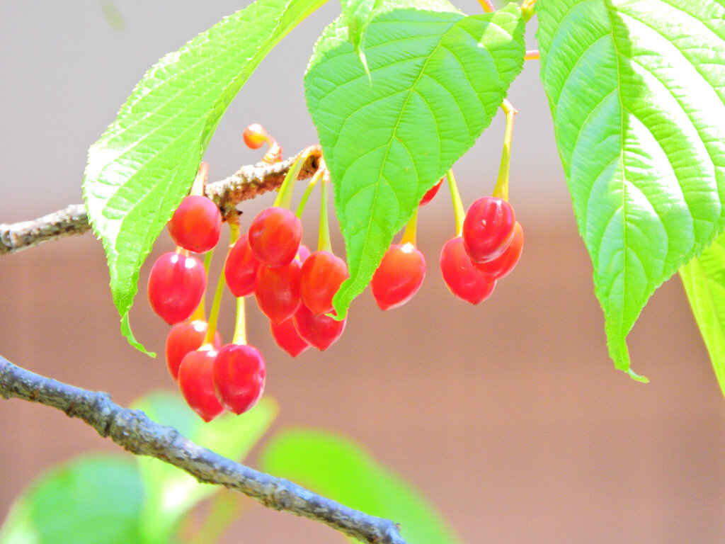 寒緋桜の実　２