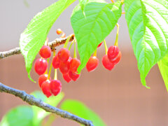寒緋桜の実　２