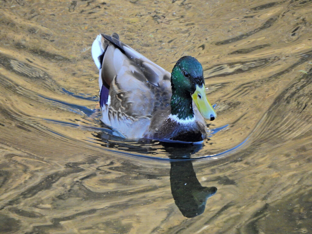 マガモ　さん　２
