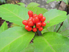 「千両（せんりょう）」の実　５