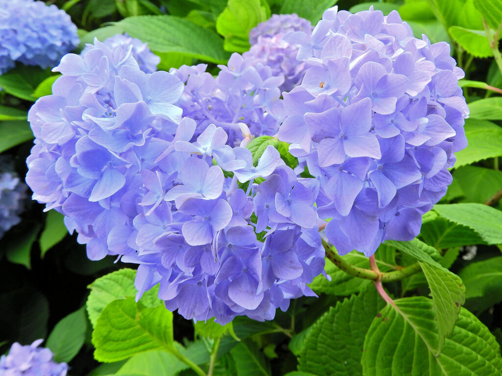 私の♡を探して・・紫陽花編　２