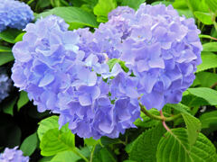 私の♡を探して・・紫陽花編　２