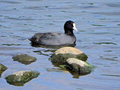 オオバン　ｷﾀ━(´◕ฺω◕ฺ｀)　３