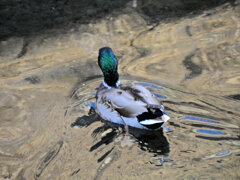 マガモ　さん　４