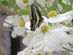 花水木にアオスジアゲハ　４