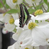 花水木にアオスジアゲハ　４