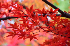 萌え盛る紅葉　６