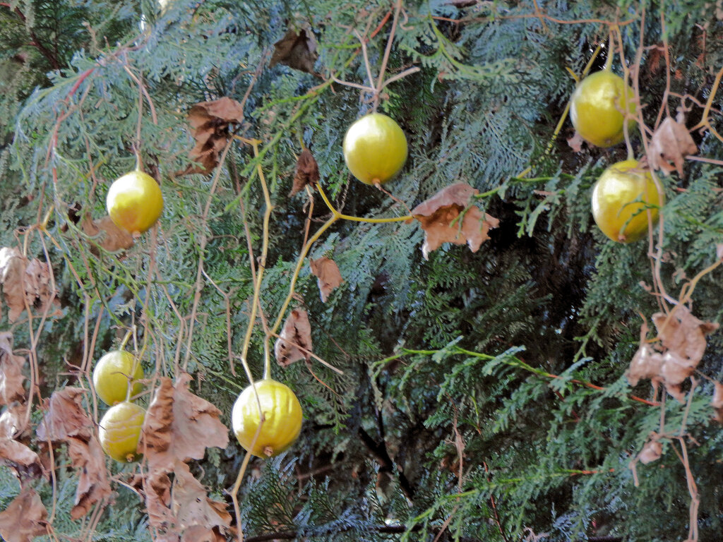 黄烏瓜　（きからすうり）実　１