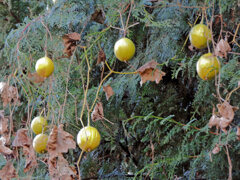 黄烏瓜　（きからすうり）実　１