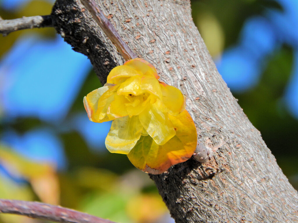 蠟梅（ロウバイ）が開花　２