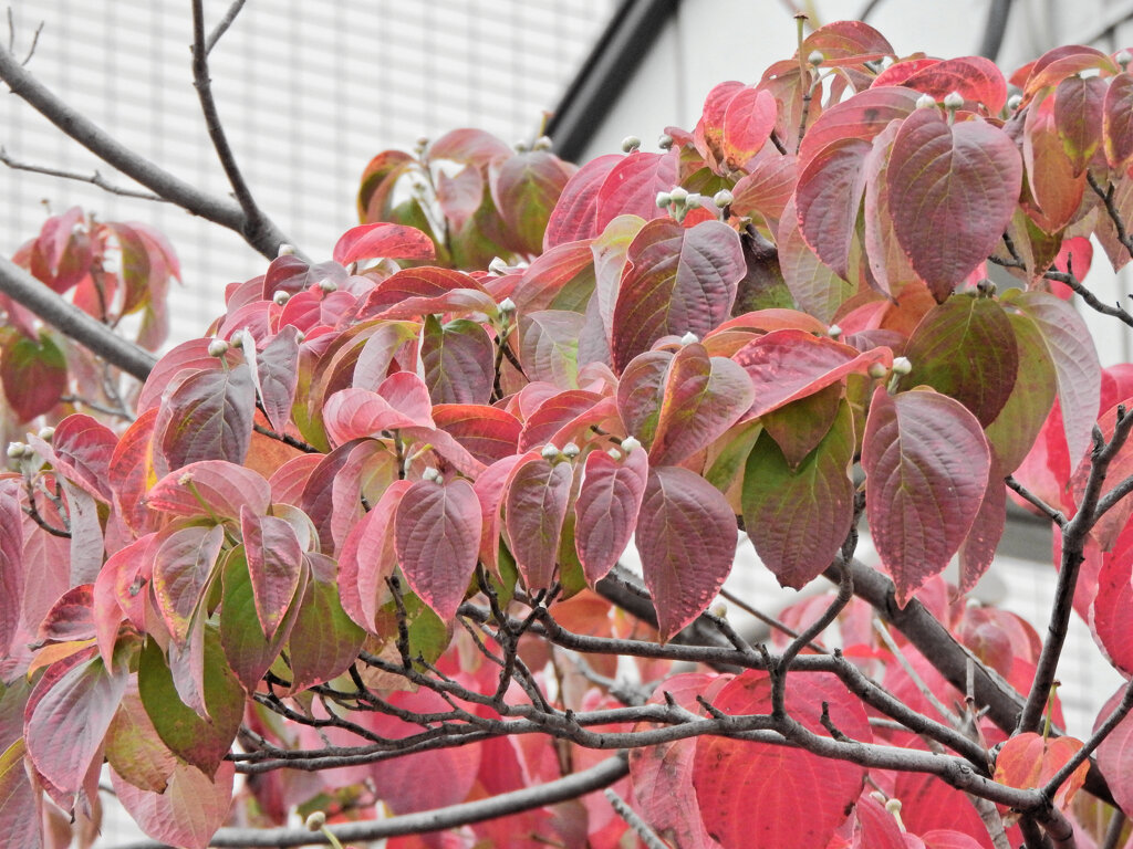 ハナミズキの紅葉　１
