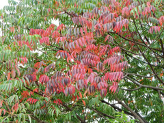 山黄櫨 （やまはぜ）のグラデーション　３