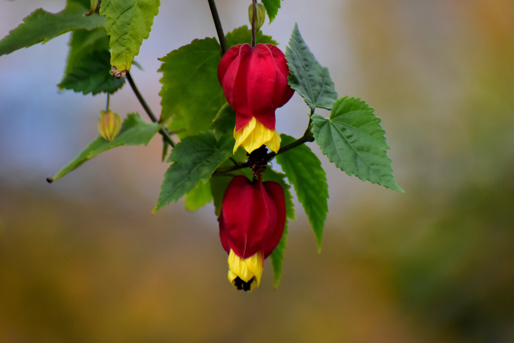 アブチロン・チロリアンランプ　1/3
