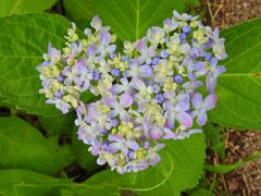 私の♡を探して・・紫陽花編　３