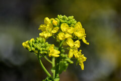 菜の花　３