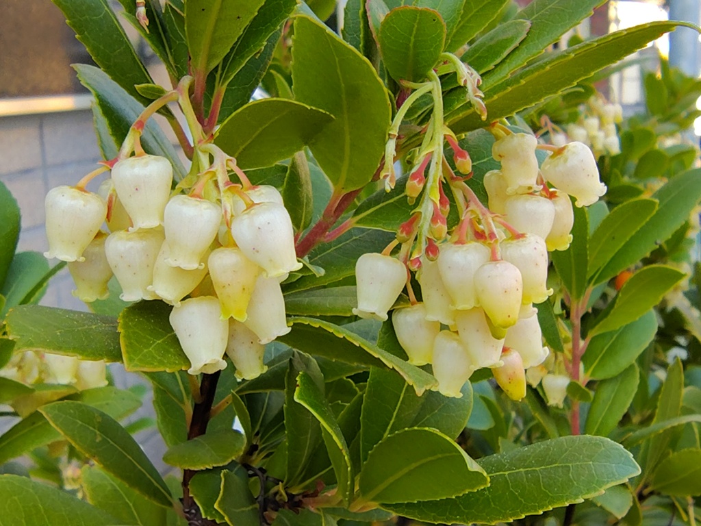 ストロベリーツリー   苺の木　（いちごのき）　花　３