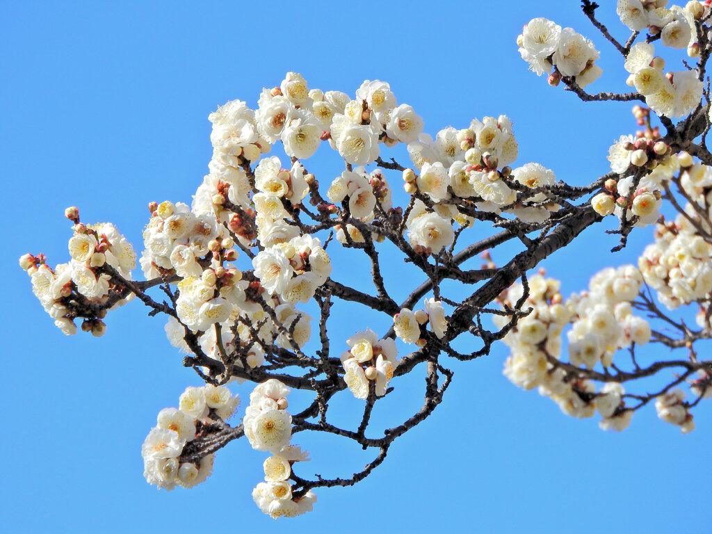 今日の白梅　３