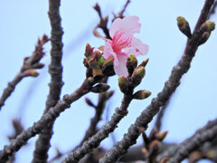寒波に耐えて咲く　河津桜　２