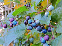野葡萄の実 7