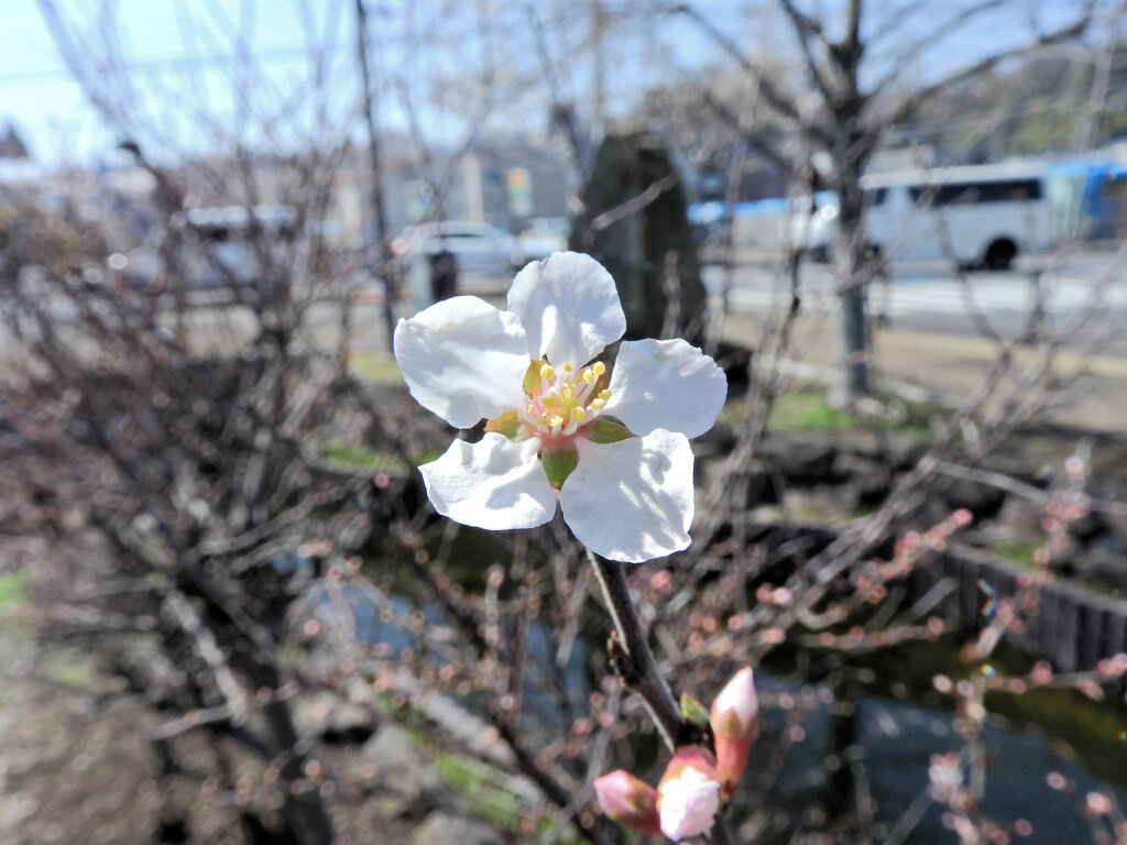 桜桃 （ゆすらうめ）　開花　３