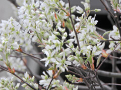 ジューンベリーの花　２