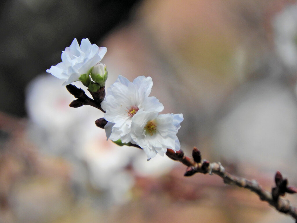 四季桜八重咲き　2/2