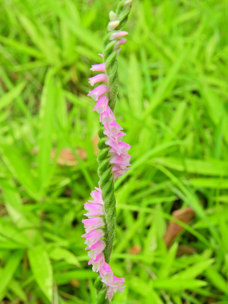 捩花　２