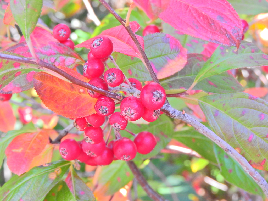 セイヨウカマツカ　５