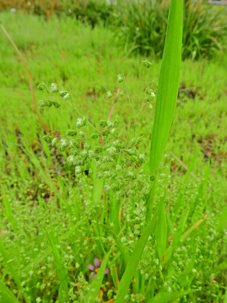 姫小判草 （ひめこばんそう） 鈴茅、鈴萱（すずがや）４