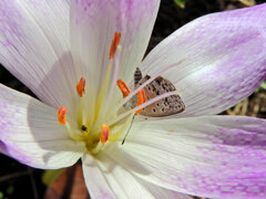 犬サフラン （いぬサフラン）２