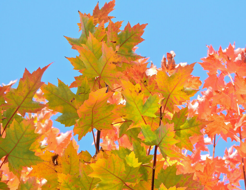 カエデの紅葉　８