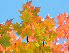 カエデの紅葉　８