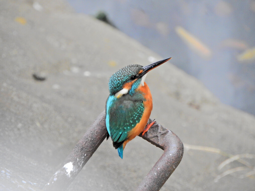 翡翠さんお魚get　７