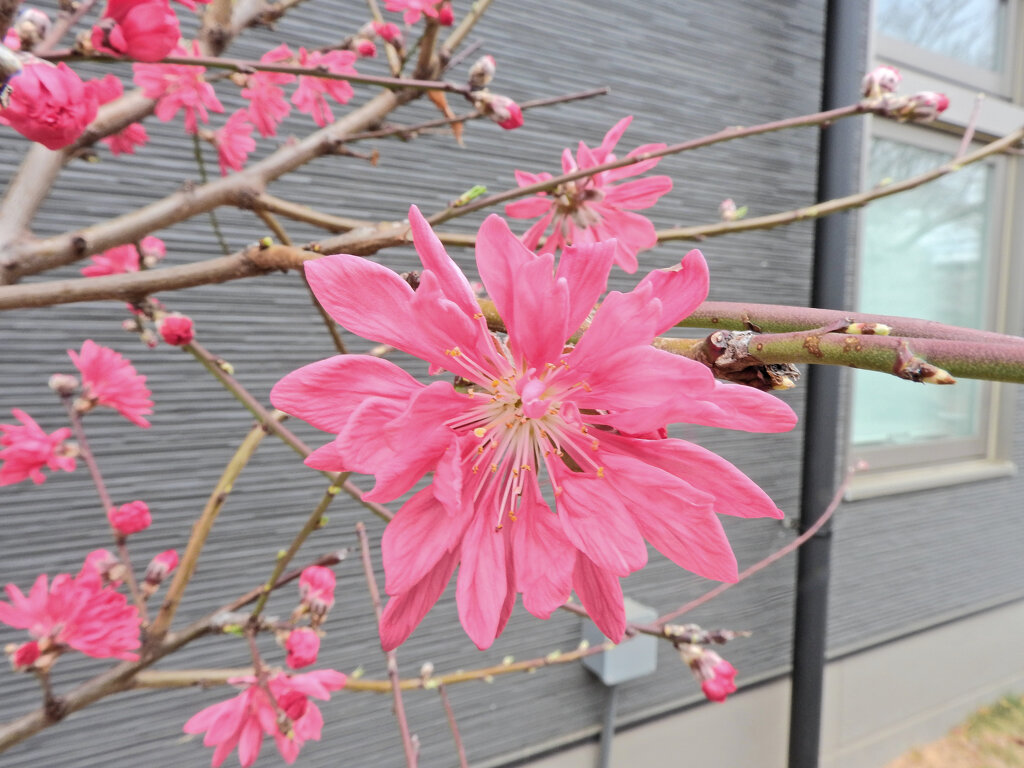  ハナモモ（花桃）菊桃　１