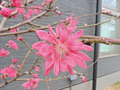  ハナモモ（花桃）菊桃　１