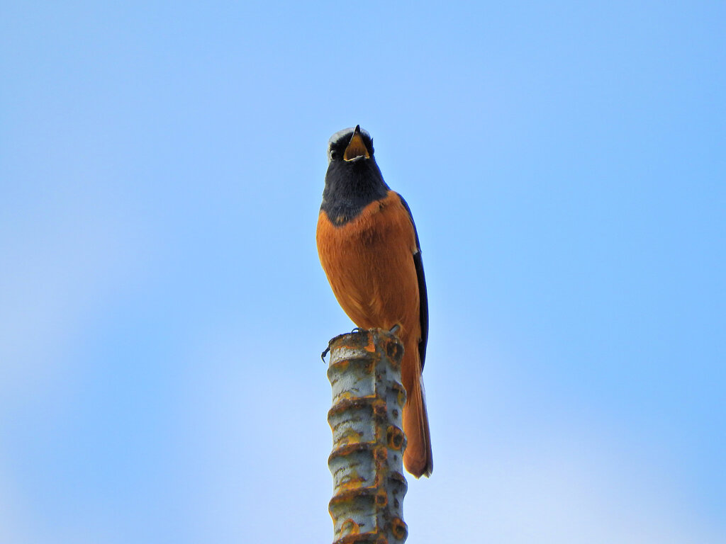ジョウビタキ♂　２