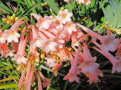 キルタンサス　２