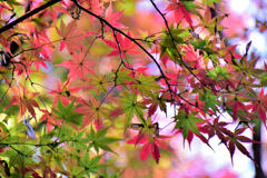 紅葉　①
