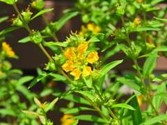 キバナミソハギ（黄花禊萩）４