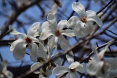 辛夷の花　５