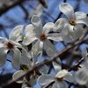辛夷の花　５