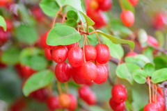 鈴なり夏茱萸（ナツグミ）①