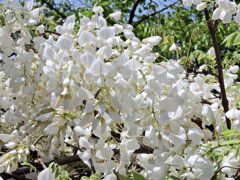 藤の花　白花　３