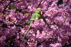 河津桜を喰い散らす　ワカケホンセイインコ　８