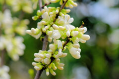花蘇芳 （はなずおう）（白花）２