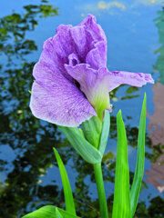 花菖蒲　４