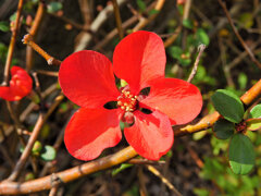 ぼぉけぇ～　３