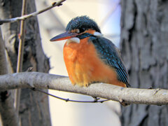 今日の　カワセミ　さん　５