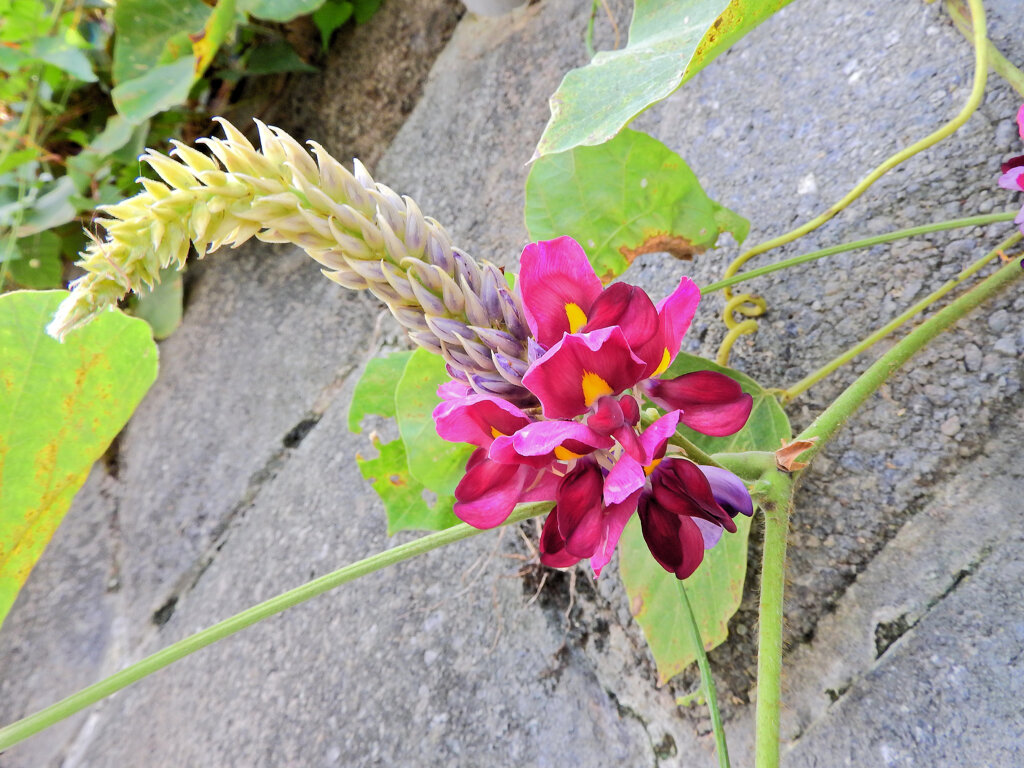 葛（クズ）の花　２