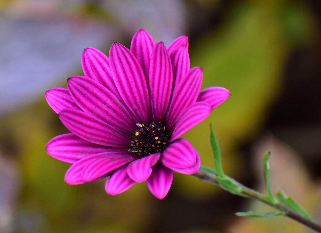 オステオスペルマム　3/3